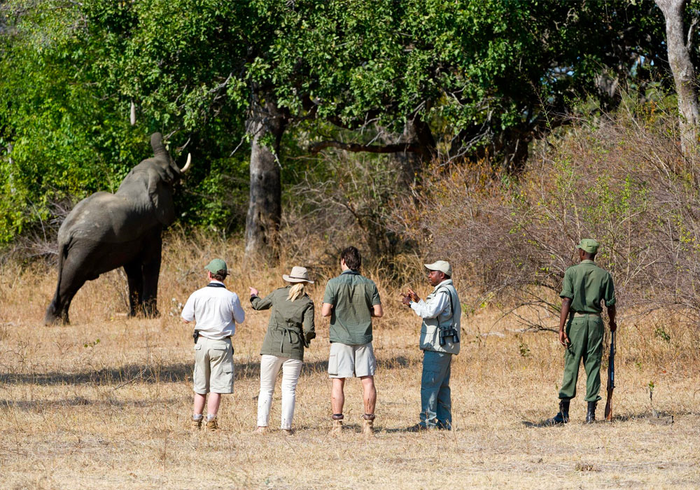 Our Safaris